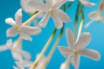 Jasmine