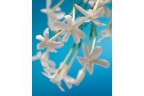 Jasmine