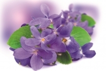 Violet