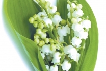 Lily Of The Valley