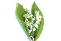 Lily Of The Valley